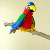 parrot